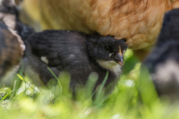 chicken near a hen on its first walk outside
