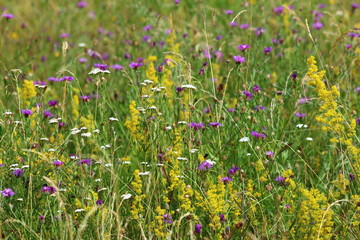 Wildblumen - Blumenwiese