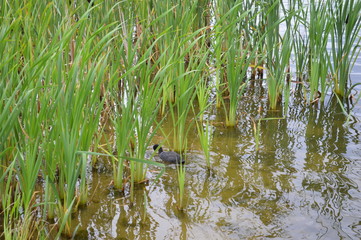 Reservoir Cna. Minsk. Belarus.	
