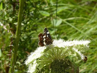 small black white brown butterfly