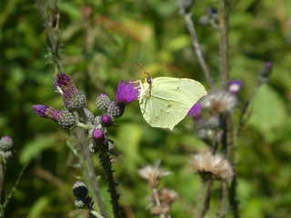yellow butterfly brimstone blossom of a thistle