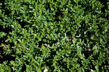 The leaves on the bushes like texture.