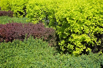 The leaves on the bushes like texture.