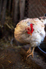 Chickens on the farm. Toned, style, color photo.