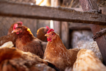 Chickens on the farm. Toned, style, color photo.
