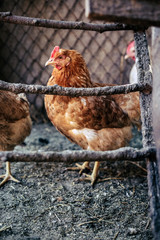 Chickens on the farm. Toned, style, color photo.