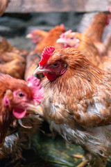 Chickens on the farm. Toned, style, color photo.