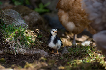 chicken near a hen on its first walk outside
