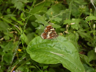 butterfly brown white black