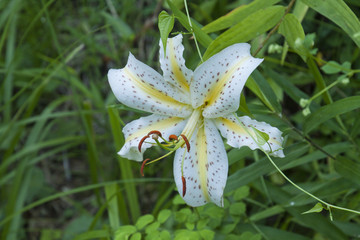 ヤマユリ　golden‐ banded lily