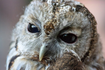 Young owl