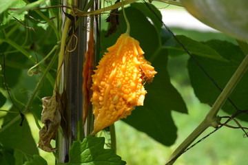  Bittermelone (Momordica charantia), Bittergurke