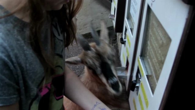 3017_The_girl_getting_some_goat_food_on_the_vending_machine.mov
