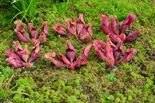 Rote Schlauchpflanze (Sarracenia purpurea)
