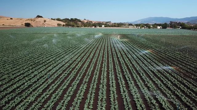 Field vegetables growing watering in California 5