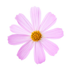 Obraz premium Pink Cosmos flower isolated on white background. Garden Cosmos