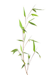 Fototapeta na wymiar Fresh green bamboo branch with leaves isolated on white background.