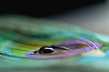 Peacock Feather Abstract