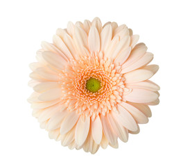 Gerbera  flower of  apricot color  isolated on white background.