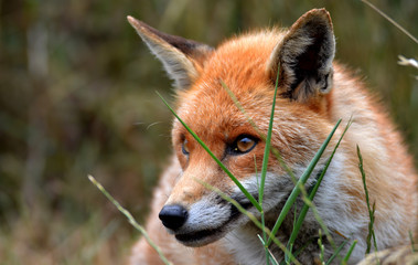 red fox