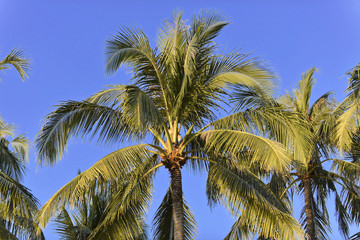 Palme, blauer Himmel, Chaung Thar Beach, Golf von Bengalen, Ayeyarwady, Myanmar, Asien
