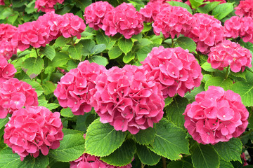 rote blüten