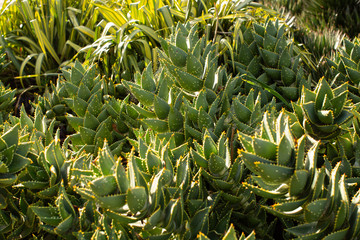 Obraz premium South African Mitre Aloe plants
