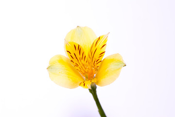 abstract flower lily