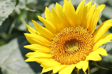 黄色の映える向日葵