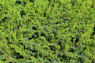 texture of juniper branches