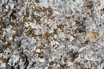 rock stone texture