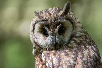 long eared owl