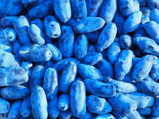 lots of blue honeysuckle