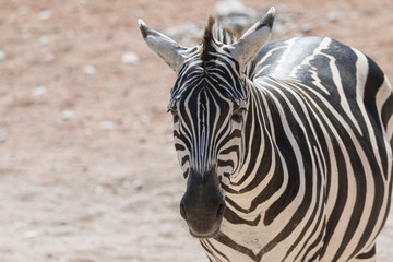Fototapeta na wymiar zebra at safari