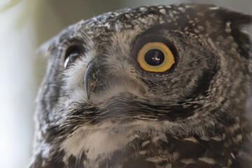 real owl in the farm