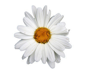Flower head isolated
