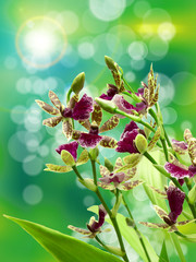 Obraz premium Orchid flower close up