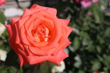 Rose pink close-up in the garden on a background of green leaves. Card. Background. Tenderness is a holiday woman gift.