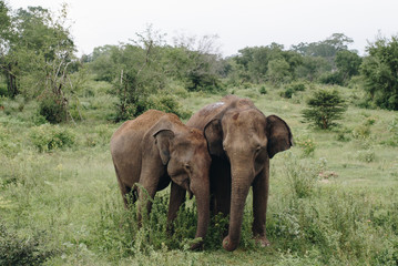 Fototapeta na wymiar Elephant in the wildlife in Sri Lanka