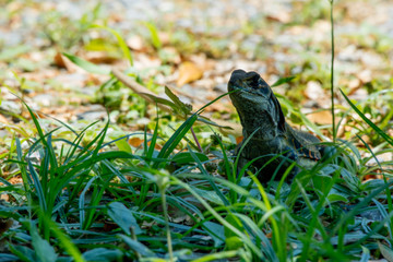 Ground lizards a reptile. It is eat insects as food. It is like my pet. It's like running in the front yard. 