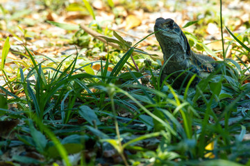Fototapeta premium Ground lizards a reptile. It is eat insects as food. It is like my pet. It's like running in the front yard. 