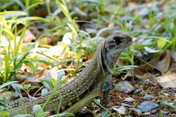 Ground lizards a reptile. It is eat insects as food. It is like my pet. It's like running in the front yard. 