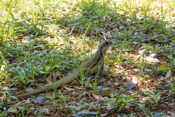 Ground lizards a reptile. It is eat insects as food. It is like my pet. It's like running in the front yard. 