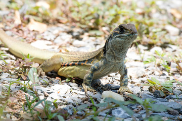 Obraz premium Ground lizards a reptile. It is eat insects as food. It is like my pet. It's like running in the front yard. 