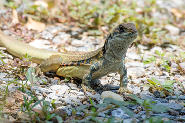 Ground lizards a reptile. It is eat insects as food. It is like my pet. It's like running in the front yard. 