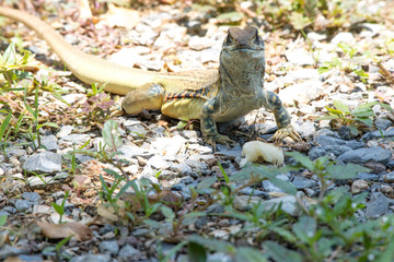 Ground lizards a reptile. It is eat insects as food. It is like my pet. It's like running in the front yard. 