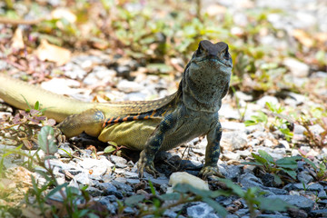 Ground lizards a reptile. It is eat insects as food. It is like my pet. It's like running in the front yard. 