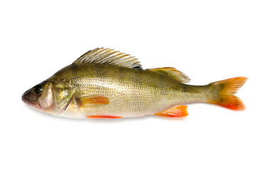 River perch on a white background, freshwater fish.