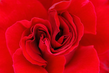 Close up of a red rose flower
