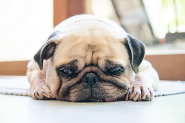 Cute pug dog sleep rest on the floor and tongue sticking out in lazy time